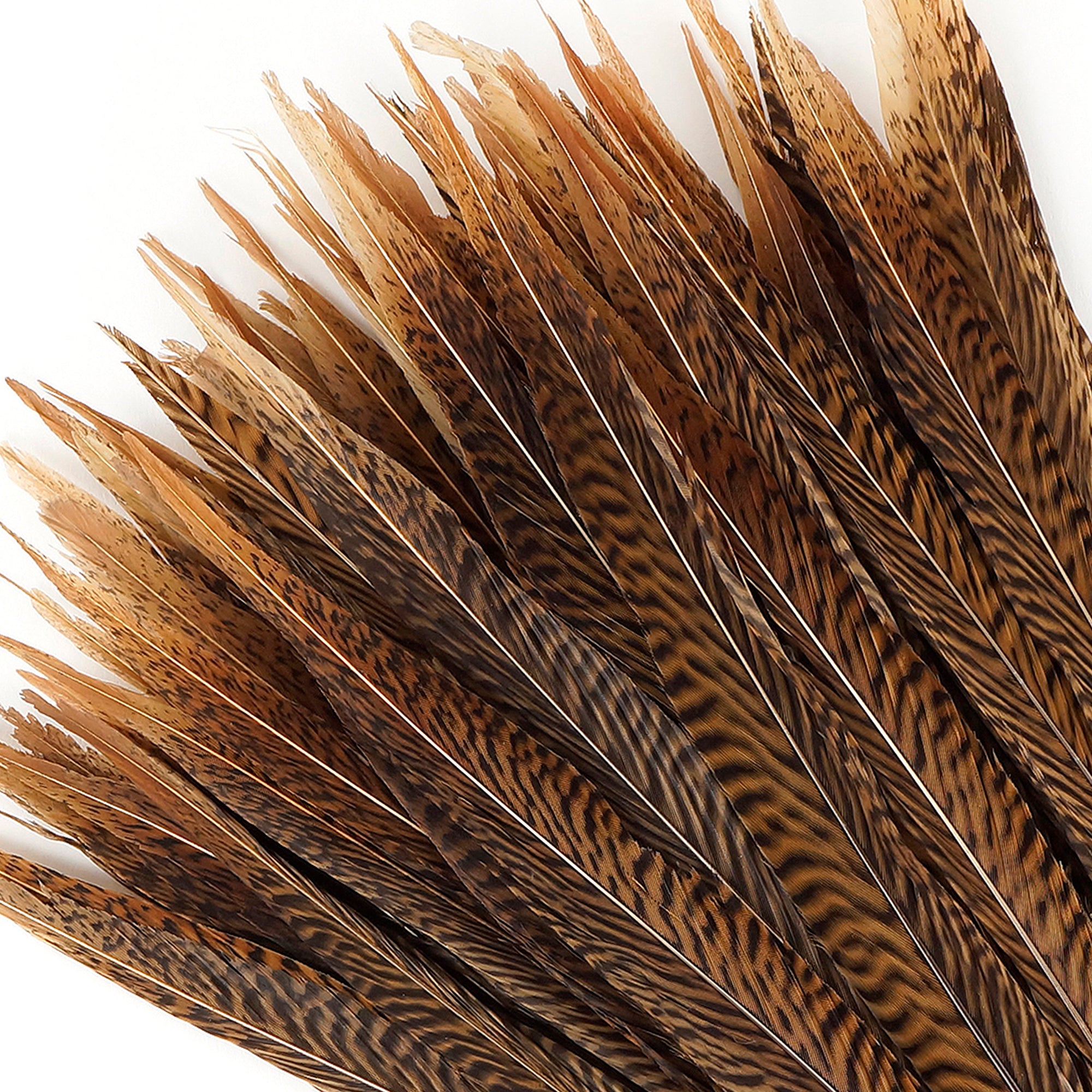 Small Pheasant Feathers for Crafts Bulk Wholesale 60pcs