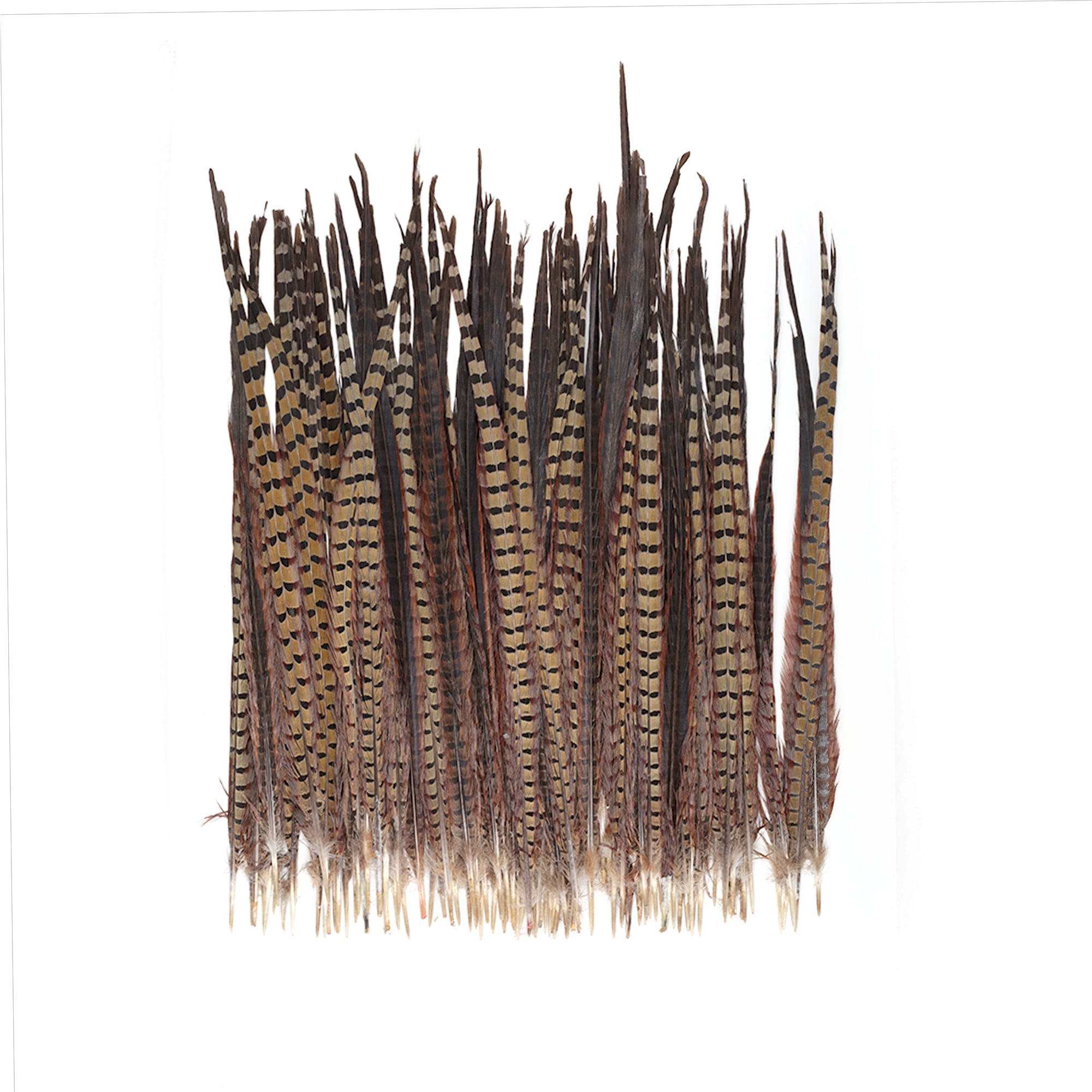 Ringneck Pheasant Tail Feathers –  by Zucker Feather  Products, Inc.