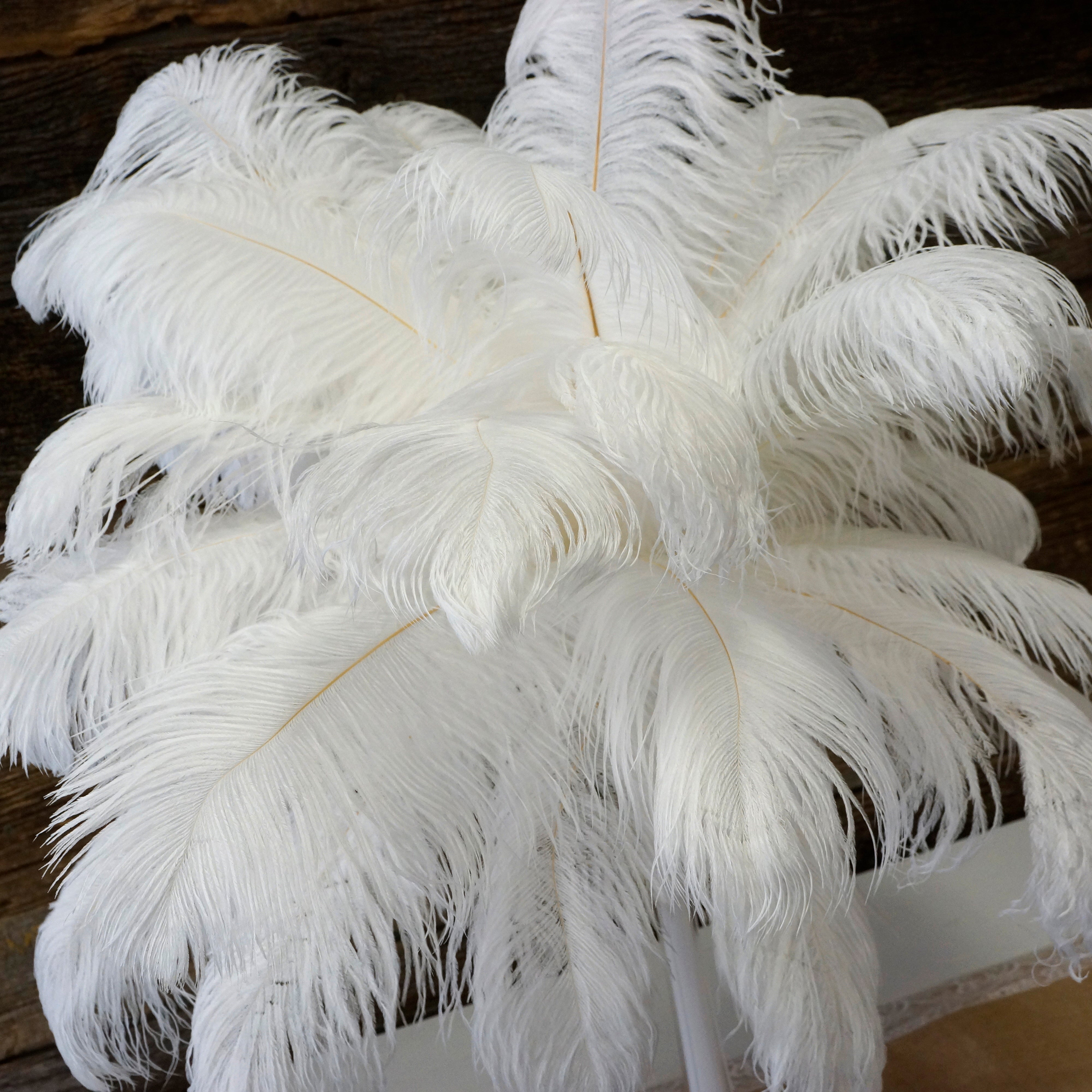 Variety Of Soft And Fluffy Wholesale Large White Feathers 