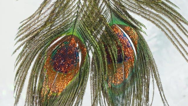 Peacock Feather Ornament - Natural - Copper