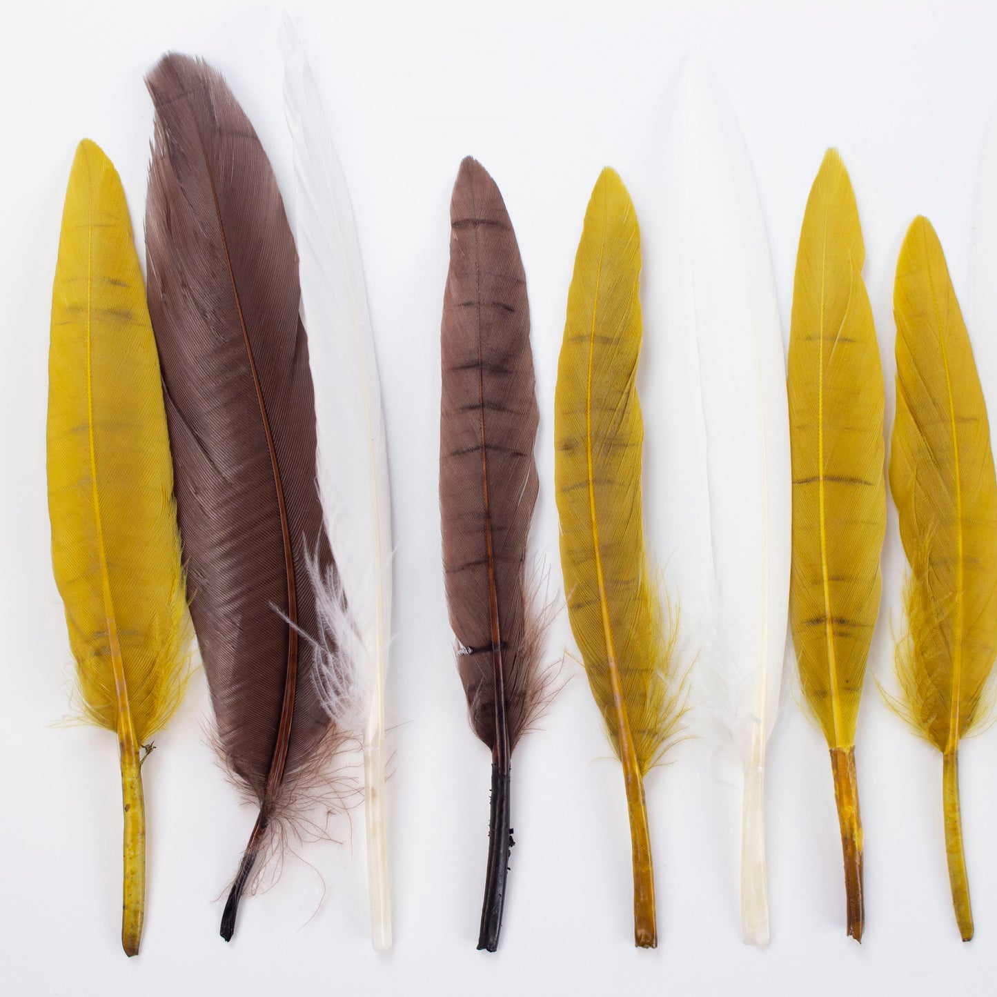 Duck Cosse Feathers 3-6" 24 pcs - Earth