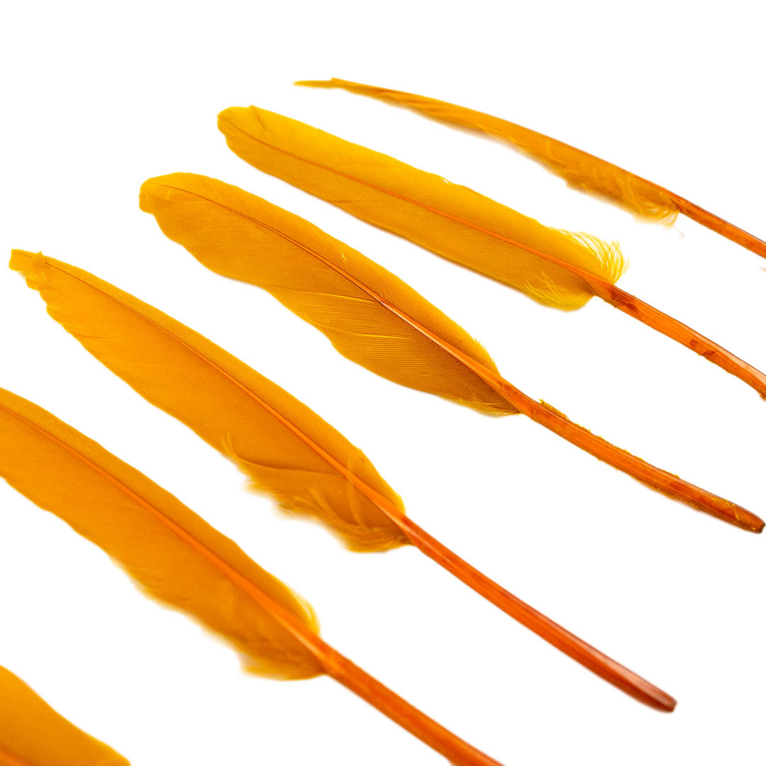 Duck Cosse Feathers - 3 - 6"-Antique Gold