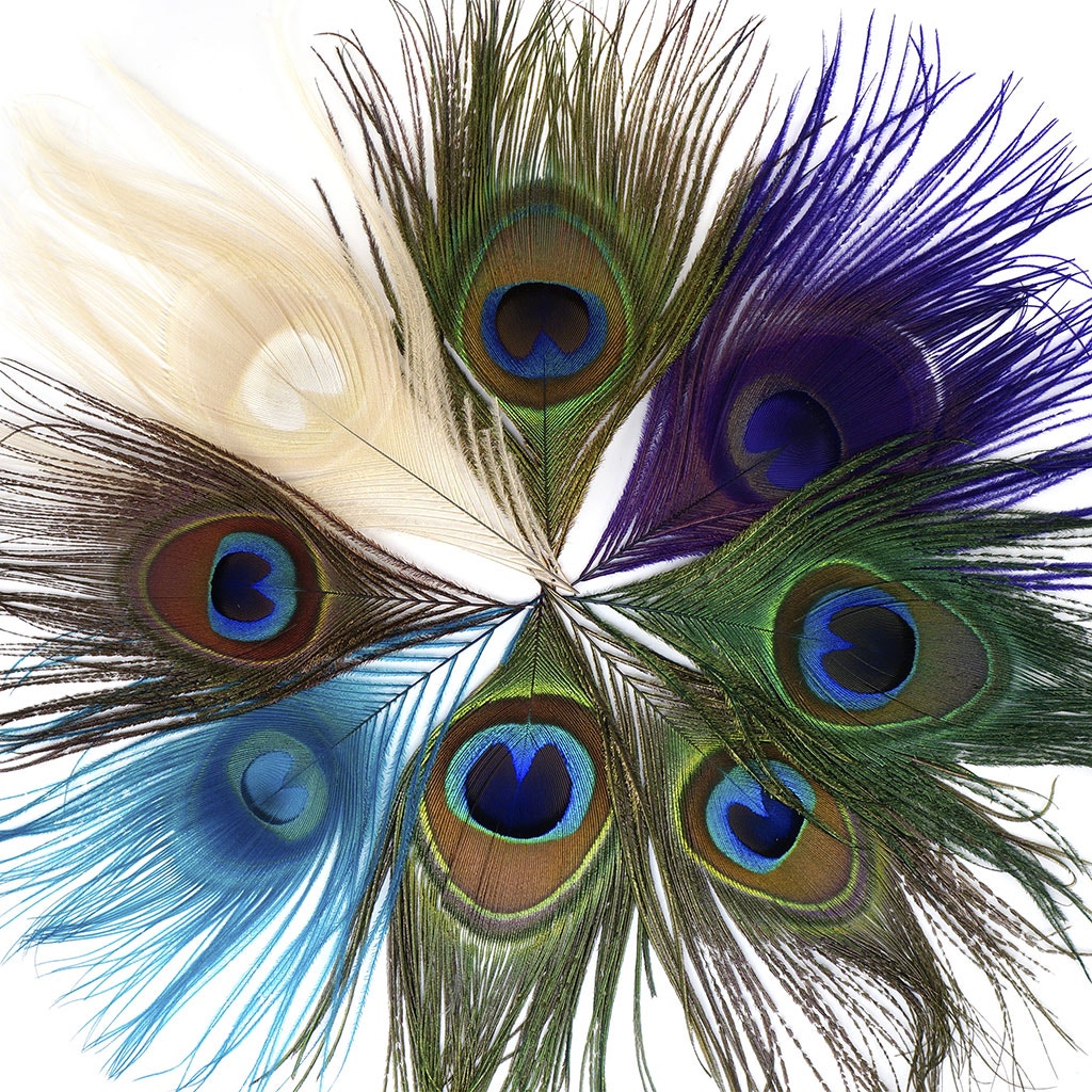 Peacock Assorted Feather Eyes - Assorted Mix