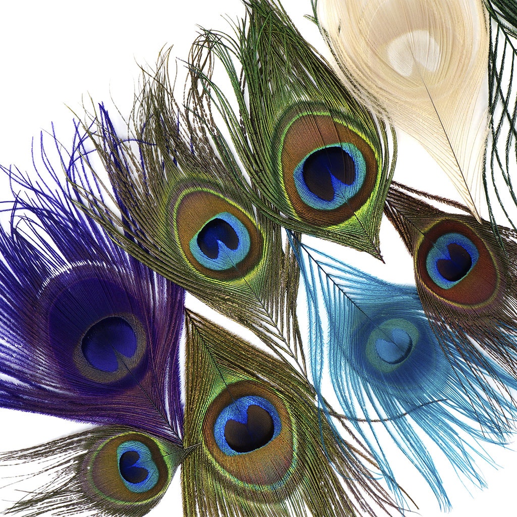 Peacock Assorted Feather Eyes - Assorted Mix