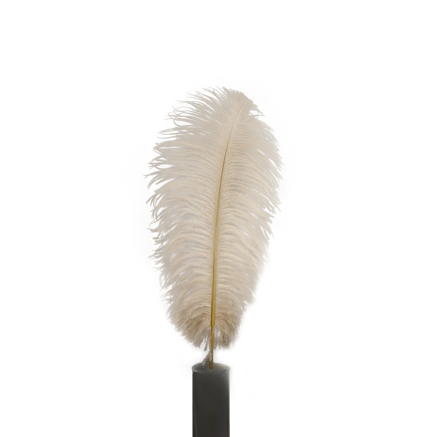 Large Ostrich Feathers - 17"+ Drabs - Beige