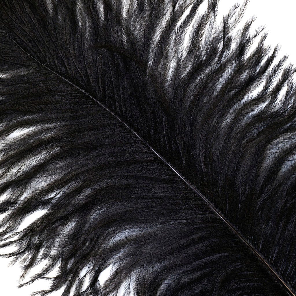 Large Ostrich Feathers - 17"+ Drabs - Black