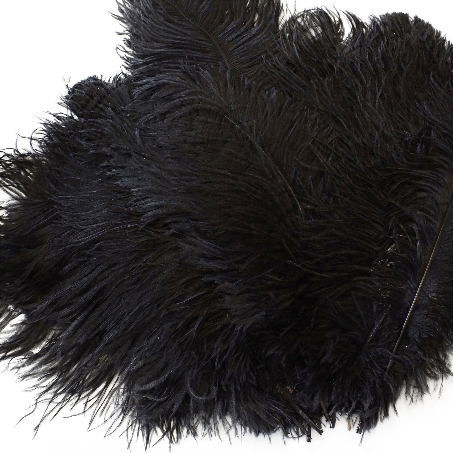 Large Ostrich Feathers - 17"+ Drabs - Black