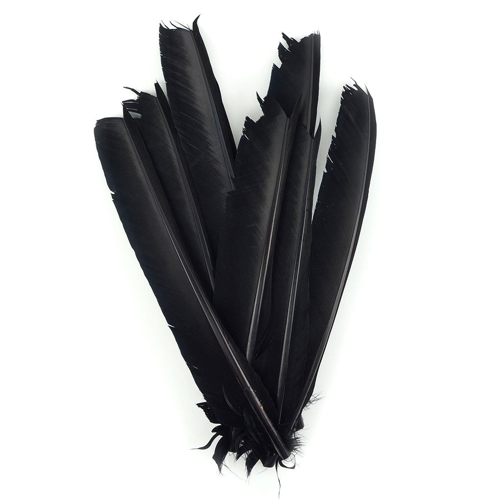 1/4 lb White Wing Feathers, Turkey Quills