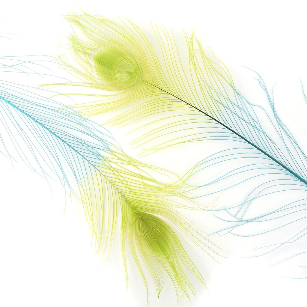 Peacock Eyes Bleached/Dyed & Tipped Feathers - 25-40 Inch - 10 PCS - Fl Blue - Lime