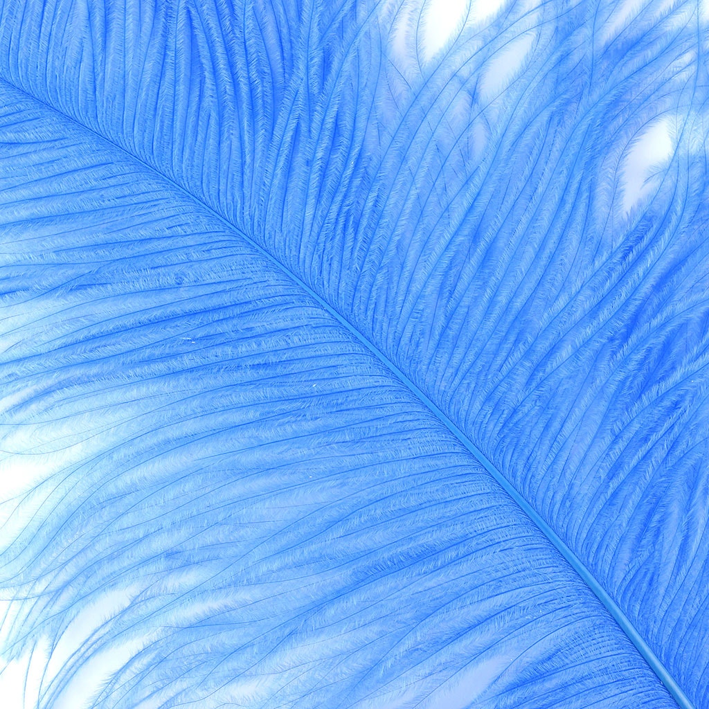 Large Ostrich Feathers - 20-25" Prime Femina Plumes - Sky