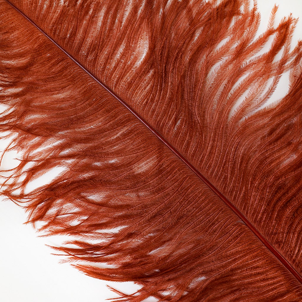 Large Ostrich Feathers - 18-24" Spads - Copper