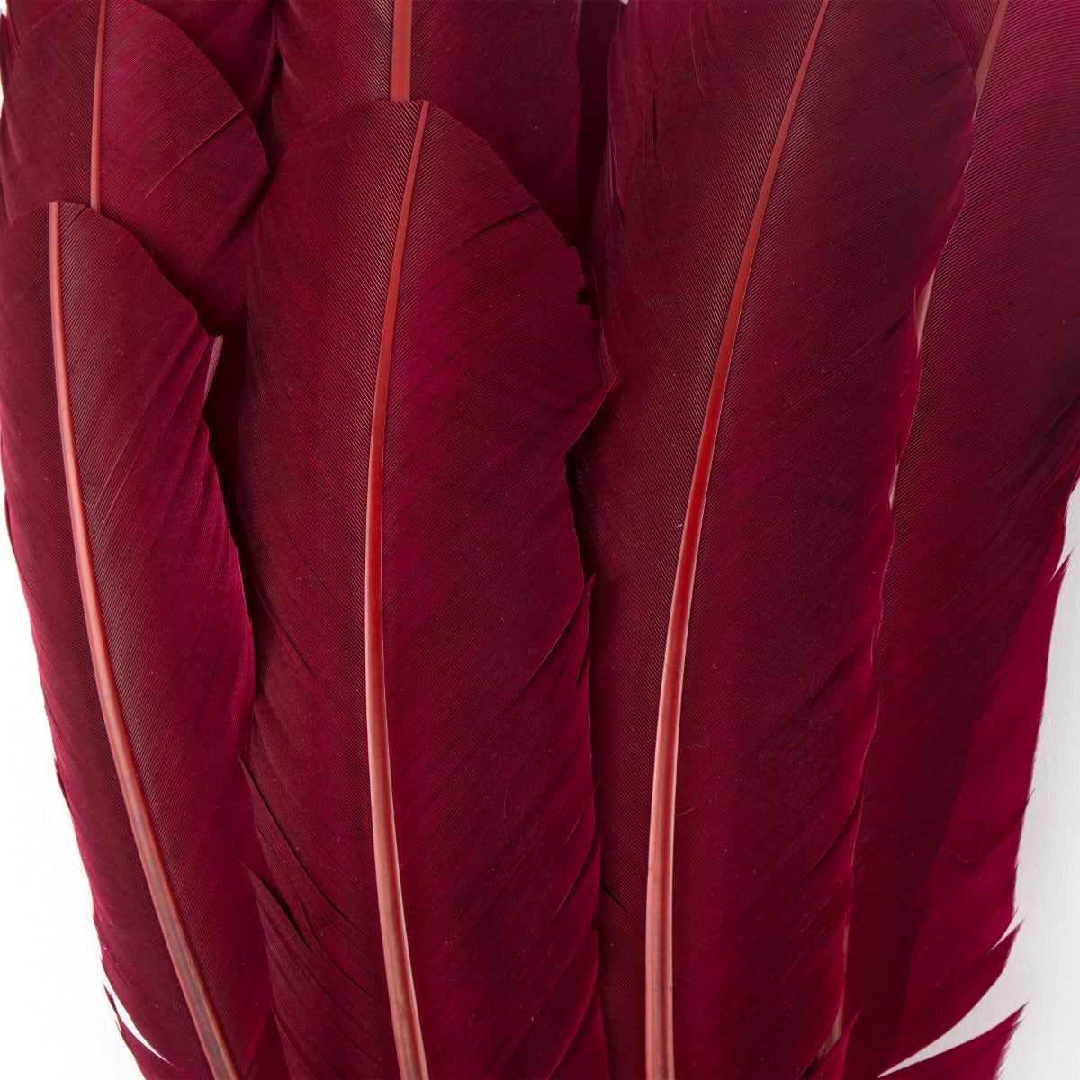 Turkey Quills Selected - Burgundy