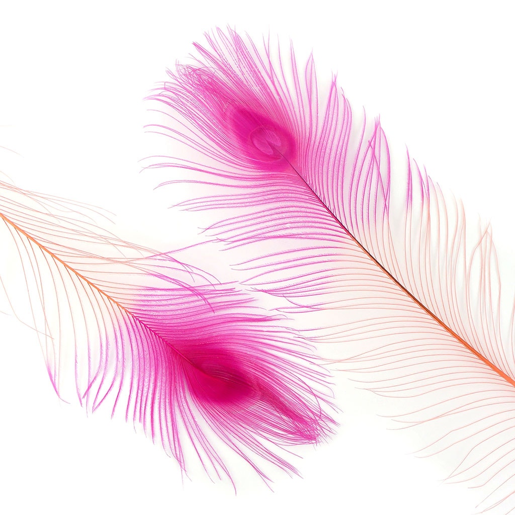 Peacock Eyes Bleached/Dyed & Tipped Feathers - 25-40 Inch - 10 PCS - Coral - Shocking Pink