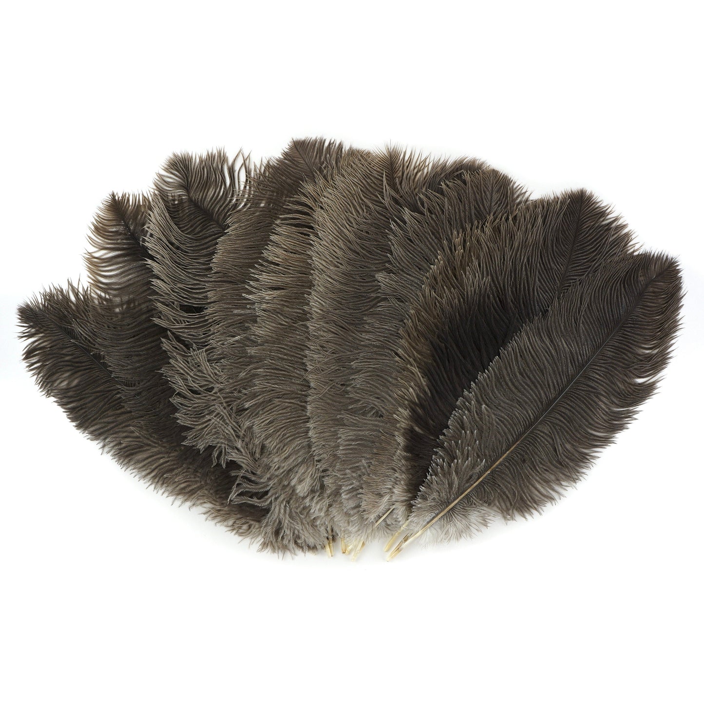 Ostrich Feathers 13-16" Drabs - Natural