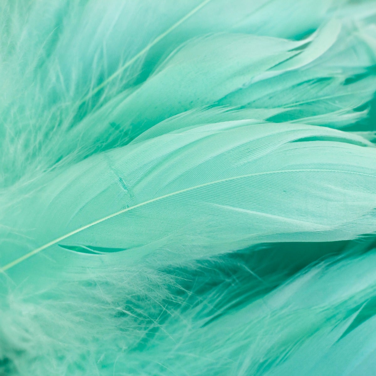 Goose Nagorie Dyed Feathers -Mint