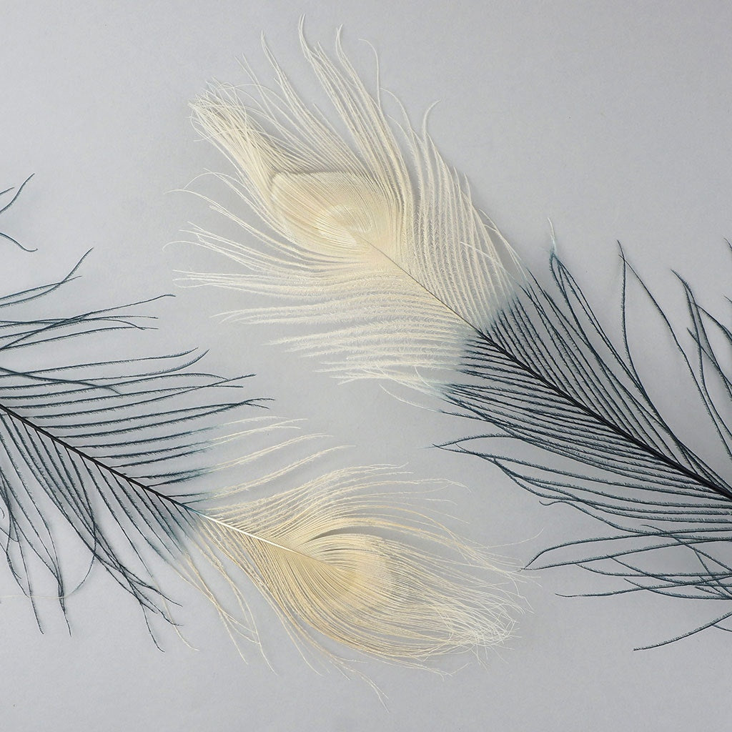 Peacock Eyes Bleached/Dyed & Tipped Feathers - 25-40 Inch - 10 PCS - Black - Ivory