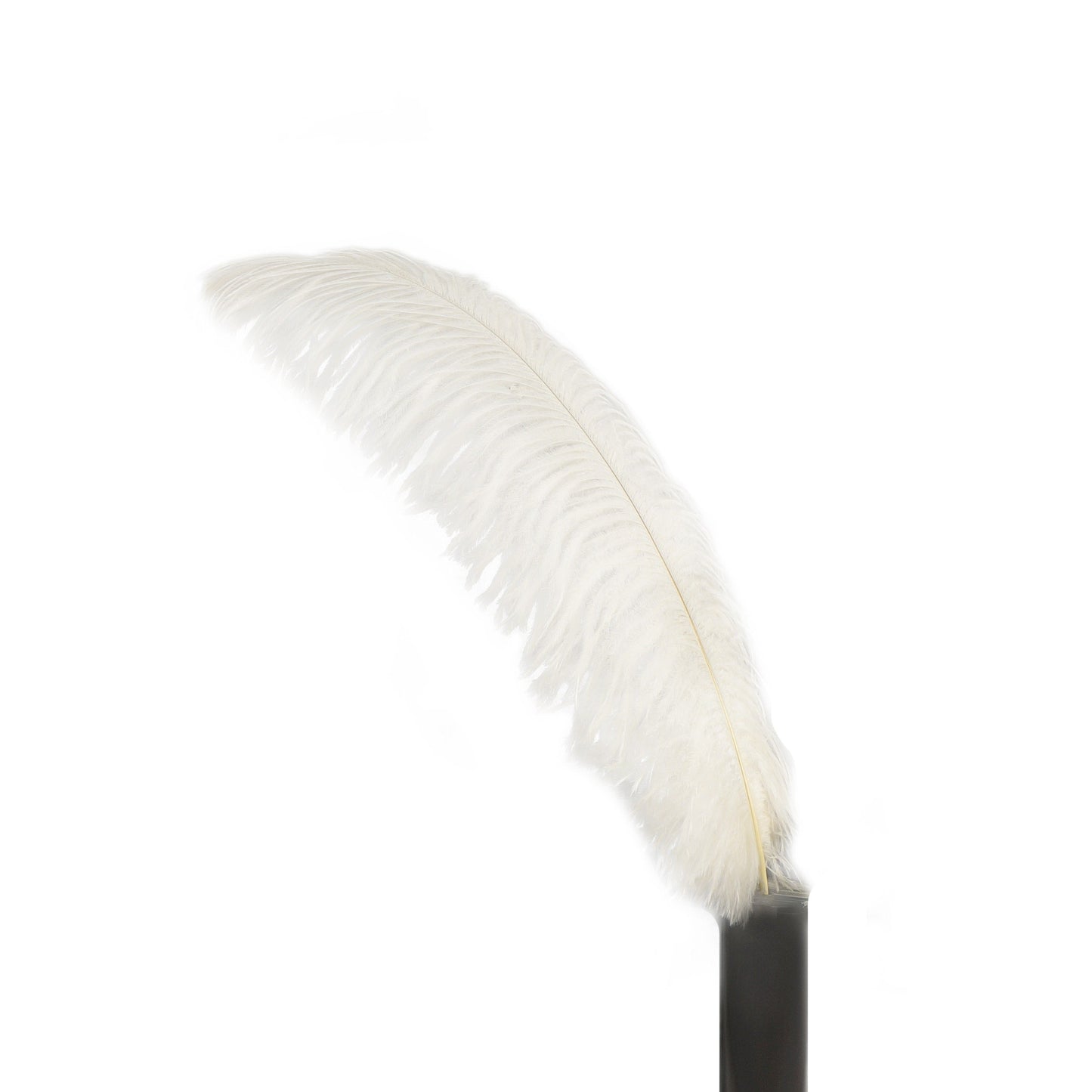 Large Ostrich Feathers - 17"+ Drabs - Ivory