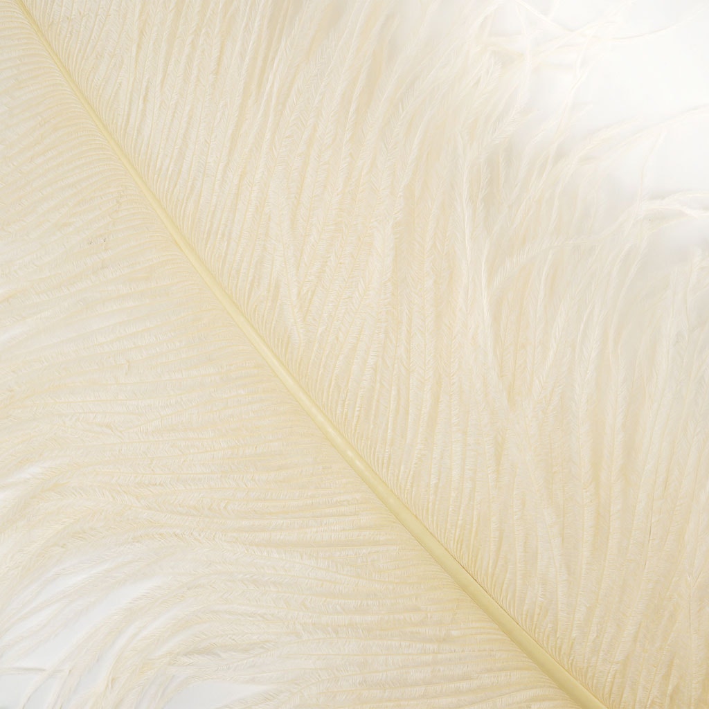 Large Ostrich Feathers - 20-25" Prime Femina Plumes - Ivory