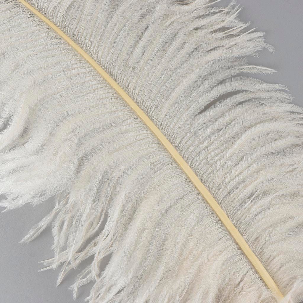 Large Ostrich Feathers - 18-24" Spads - Ivory