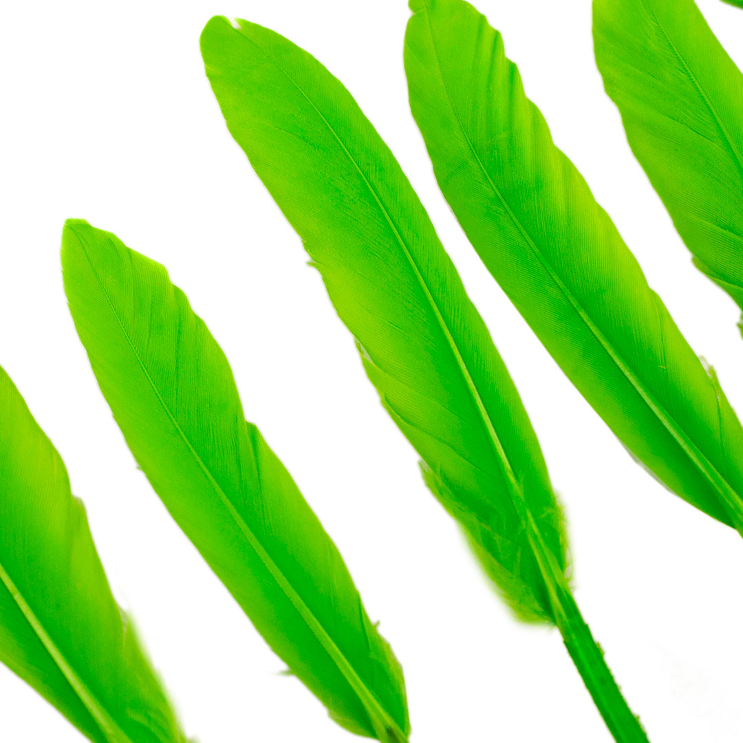 Duck Cosse Feathers - 3 - 6"-Lime