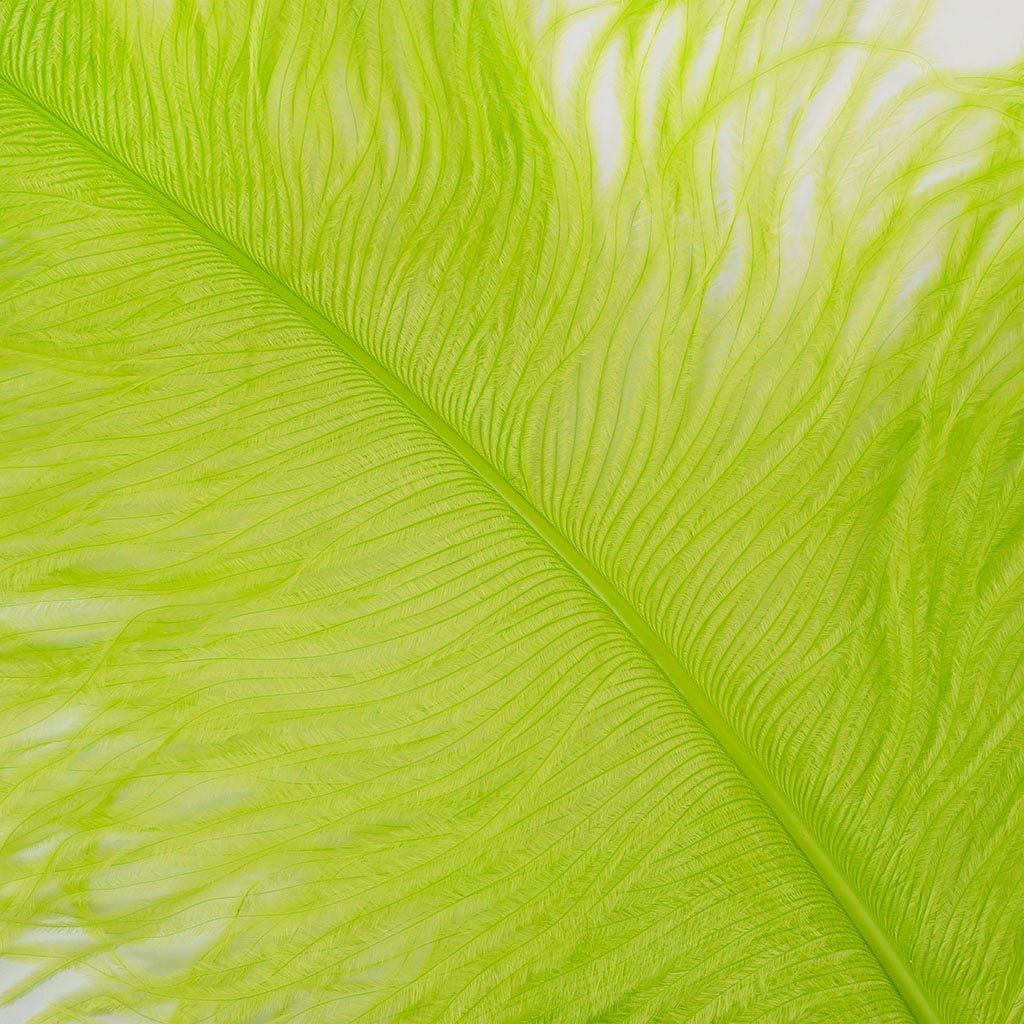 Large Ostrich Feathers - 24-30" Prime Femina Plumes - Lime