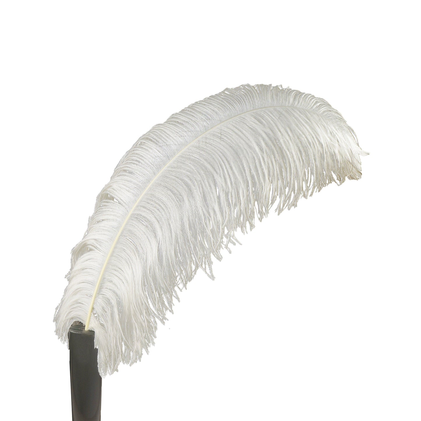 Large Ostrich Feathers - 24-30" Prime Femina Plumes - Natural