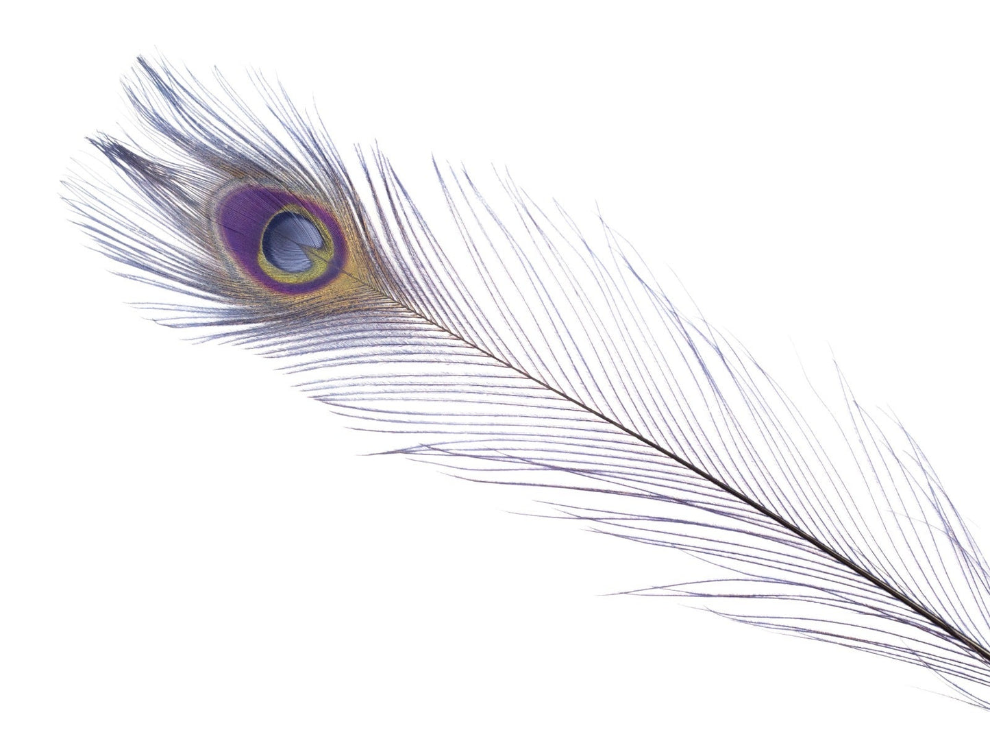Peacock Tail Eyes Bleached Dyed Feathers - 25 - 40" -Navy