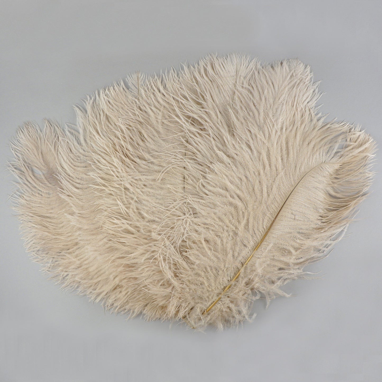 Ostrich Feathers 13-16" Drabs - Beige