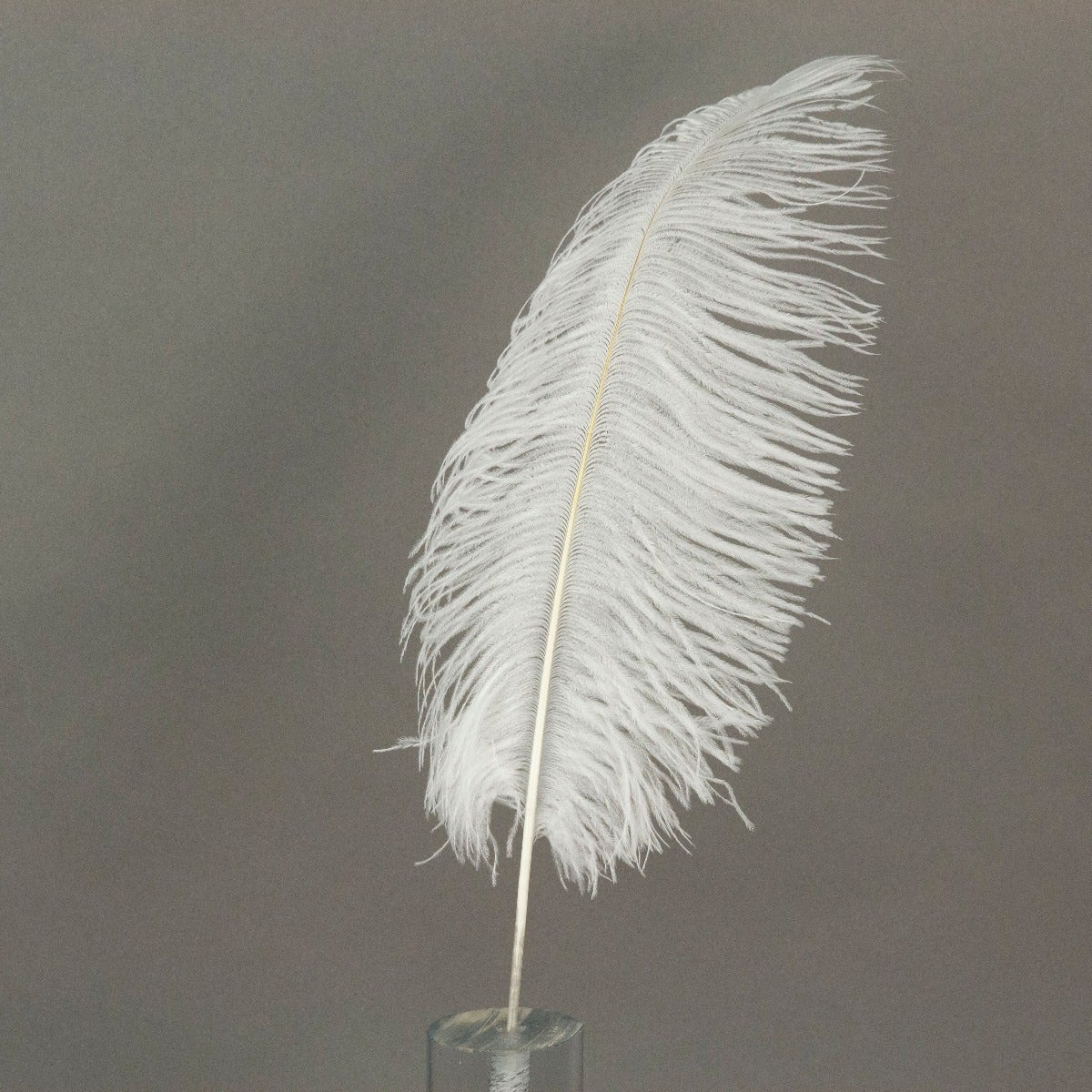 Ostrich Tails 16-18 inch - 30 PC - White