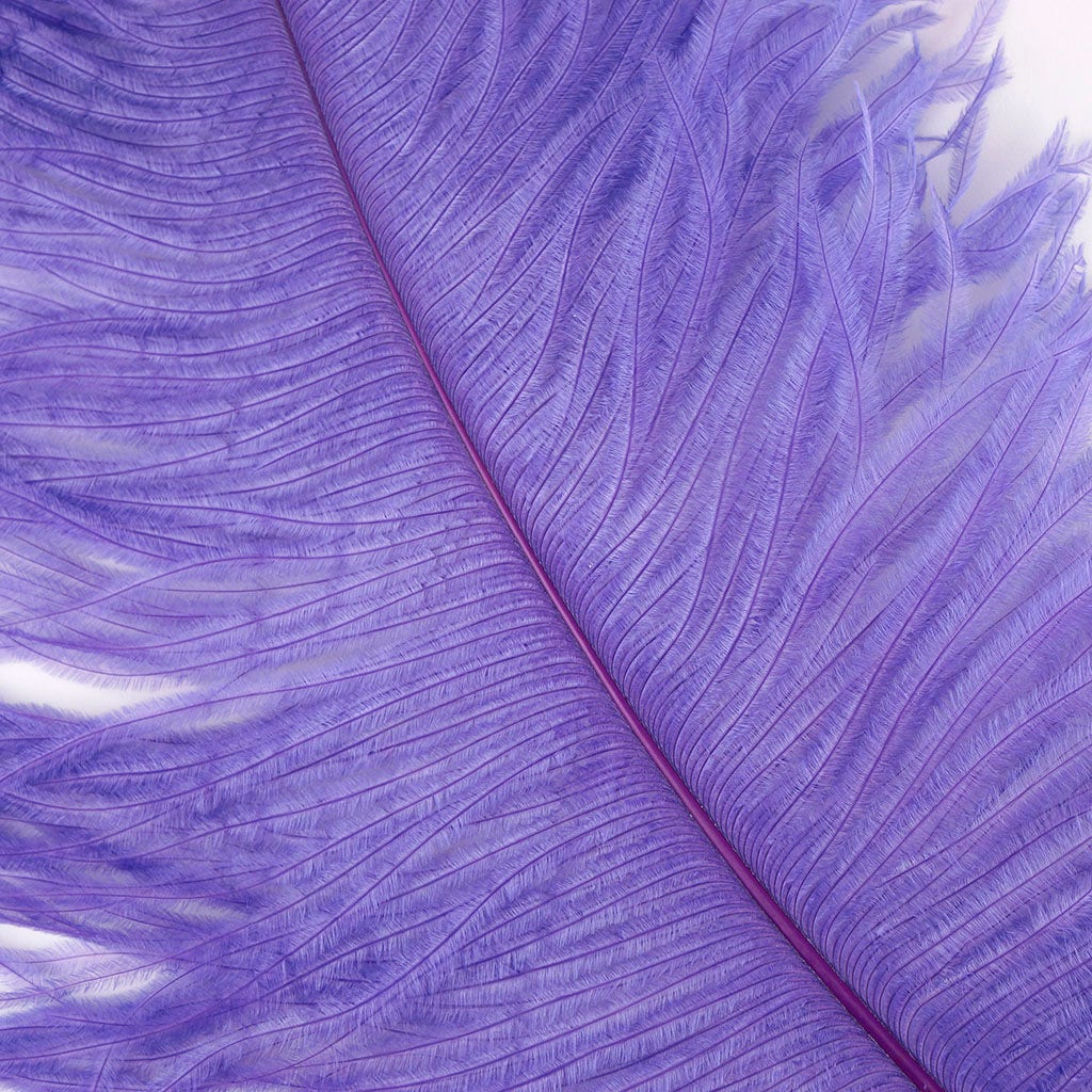 Large Ostrich Feathers - 24-30" Prime Femina Plumes - Lavender