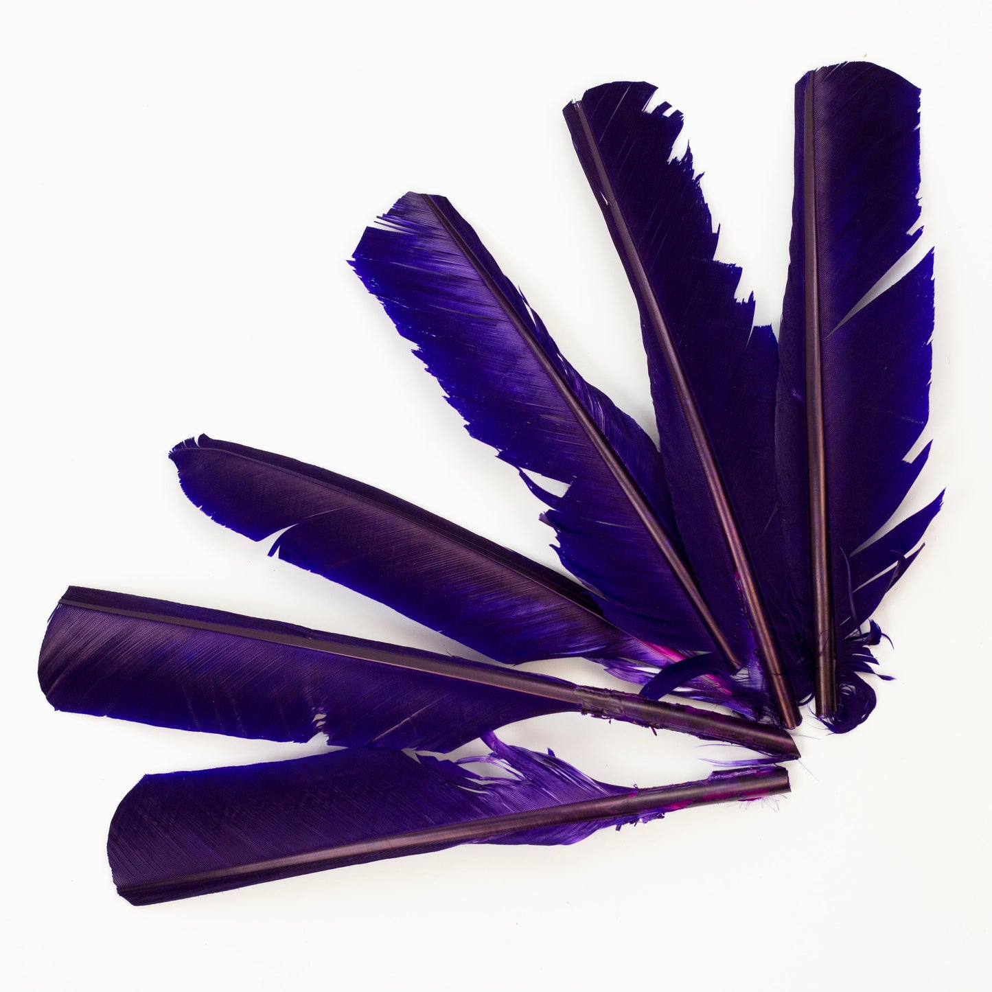 Regal Cut Turkey Pointer Feathers 8-12"