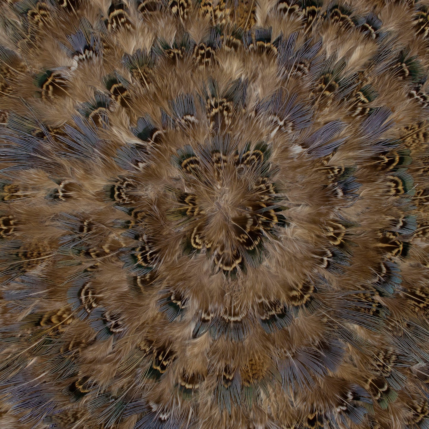 Blue Almond Pheasant Feather Placemat