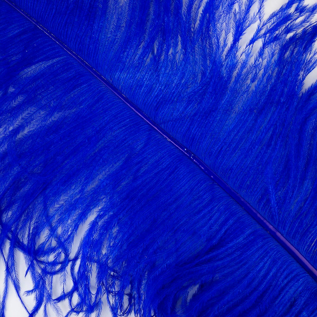 Large Ostrich Feathers - 24-30" Prime Femina Plumes - Royal