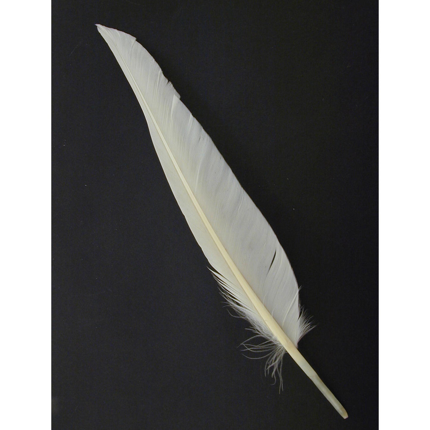Duck Pointer Feathers - White