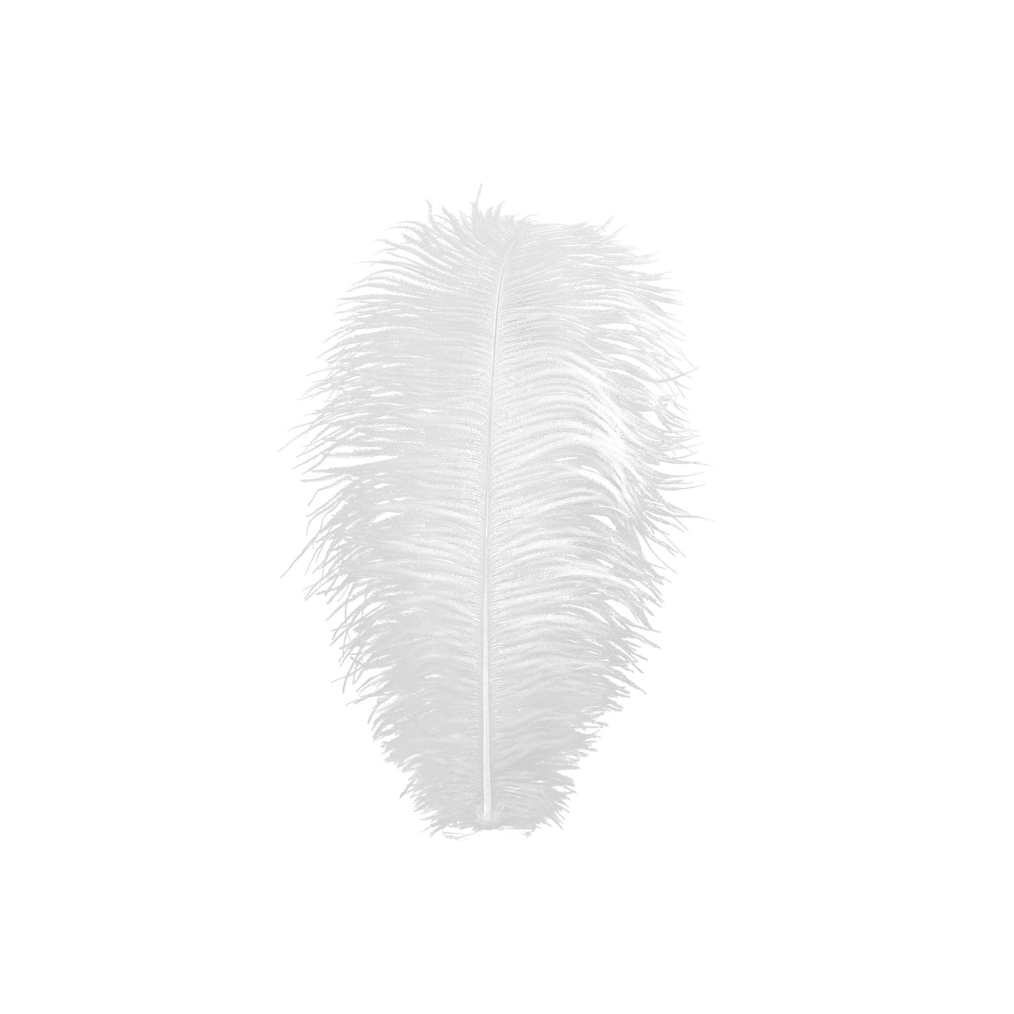 Large Ostrich Feathers - 17"+ Drabs - White