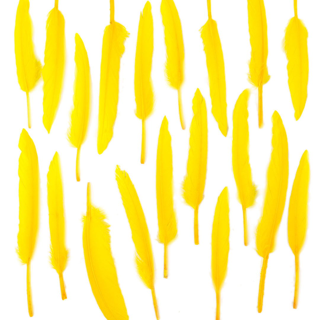 Duck Cosse Feathers - 3 - 6"-Yellow