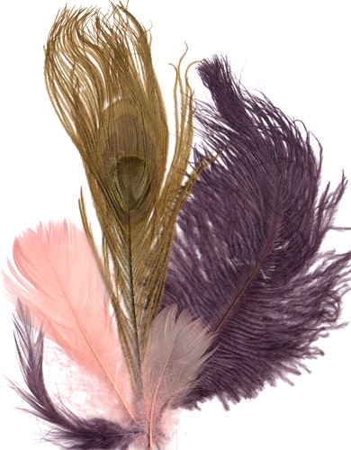 Peacock Eye - Ostrich - Hackle - Goose Coquiell Mix - AMT - CHP - GI