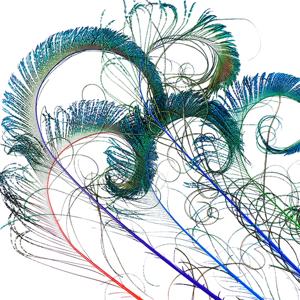 Peacock Swords Stem Mix Dyed - Jewel Mix