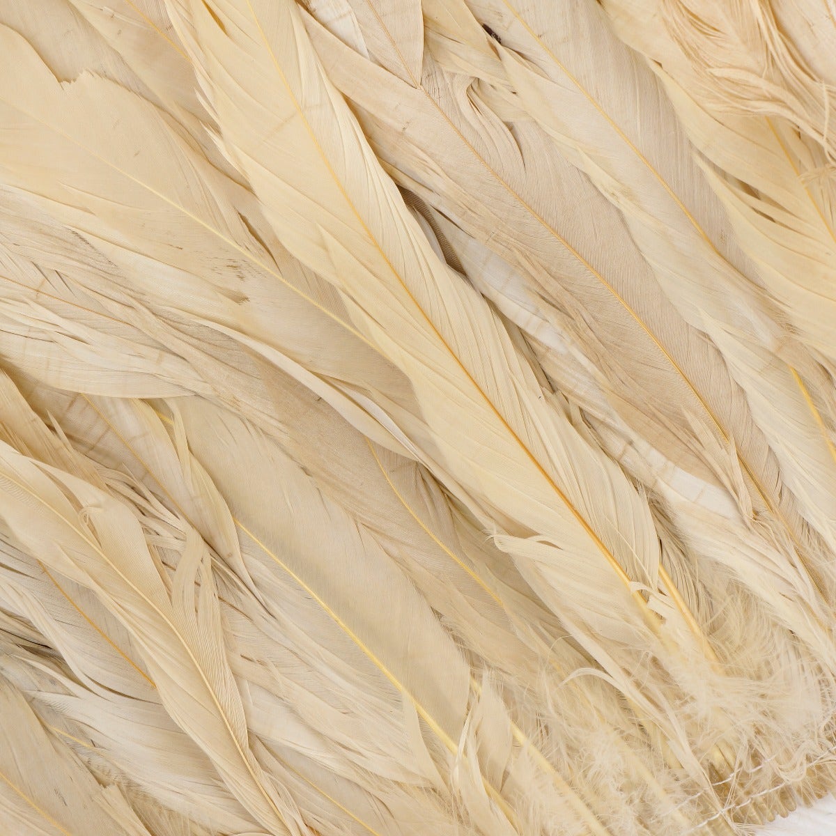 ROOSTER COQUE TAILS FEATHERS BLEACH DYED 7-10” - 1/2 Yard (18") - Beige