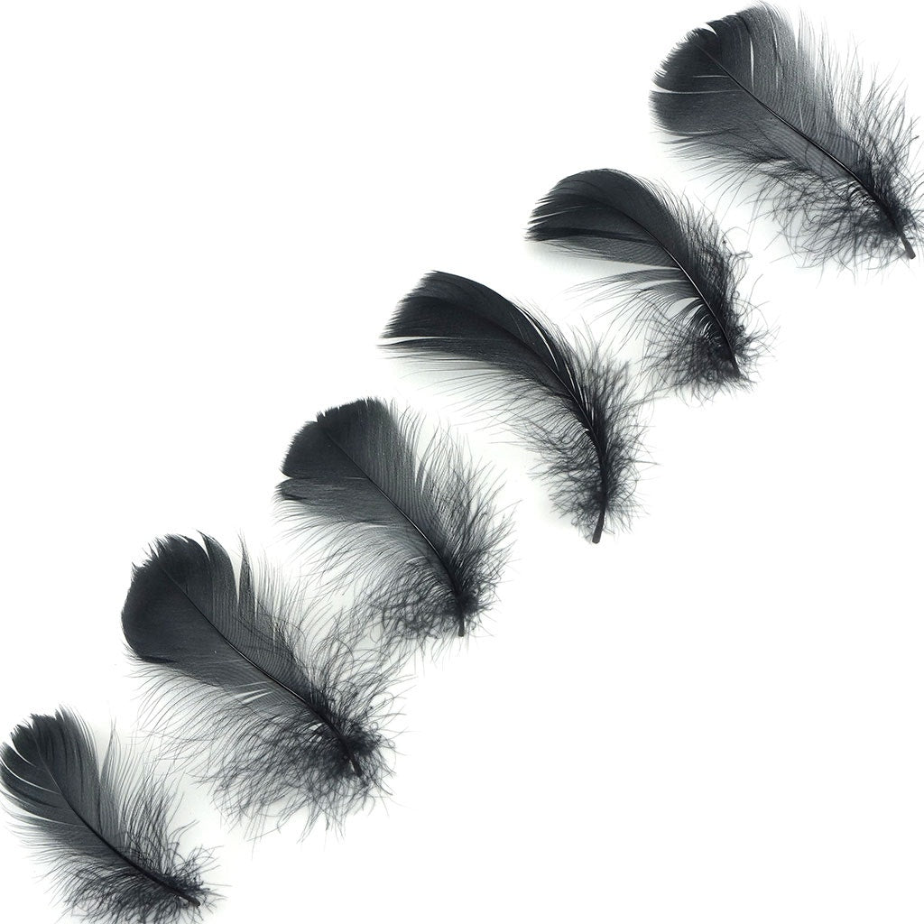 Bulk Goose Coquille Feathers Dyed - Black - 1/4 lb