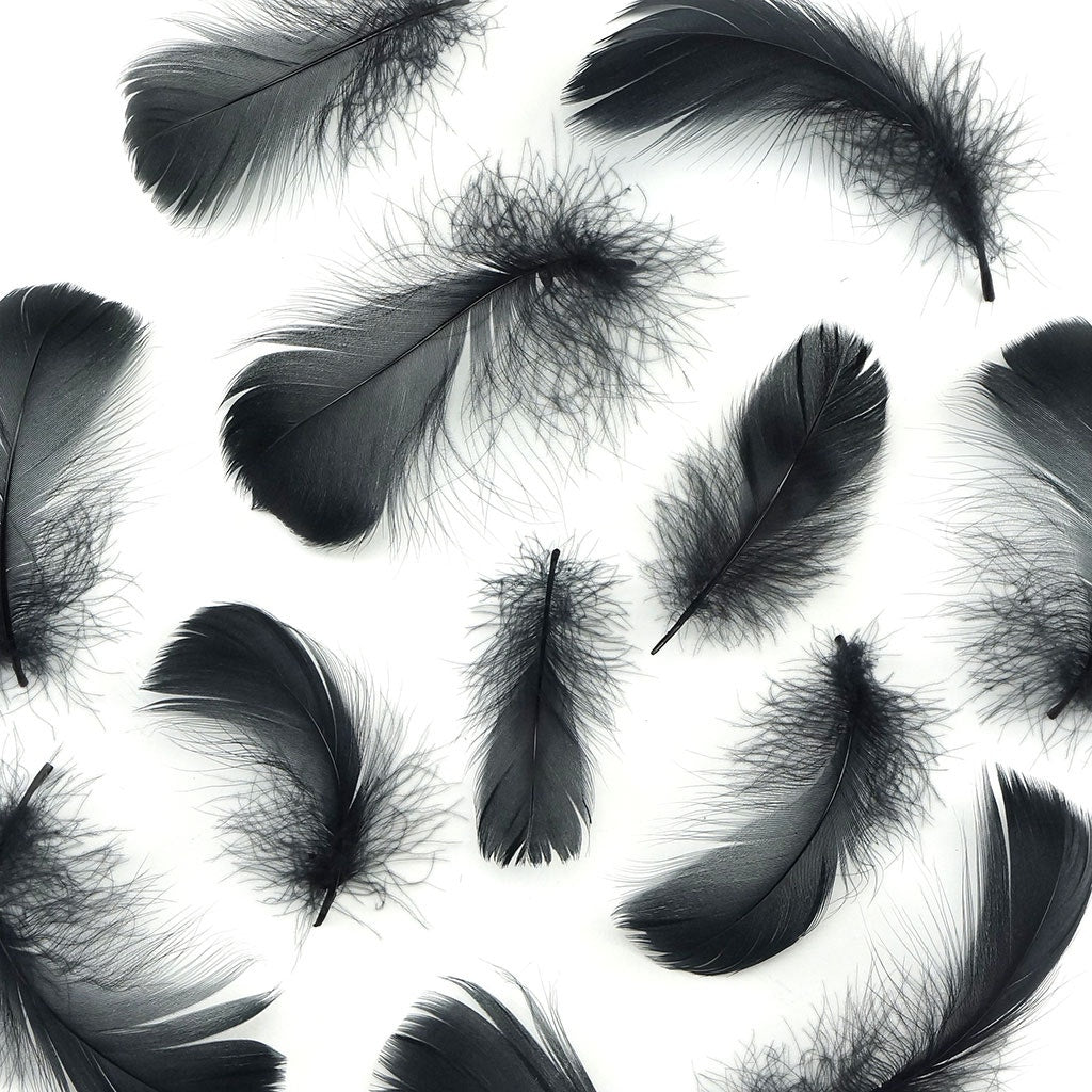 Bulk Goose Coquille Feathers Dyed - Black - 1/4 lb