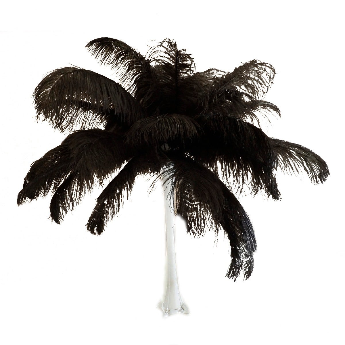 Large Ostrich Feathers - 17"+ Drabs - Black