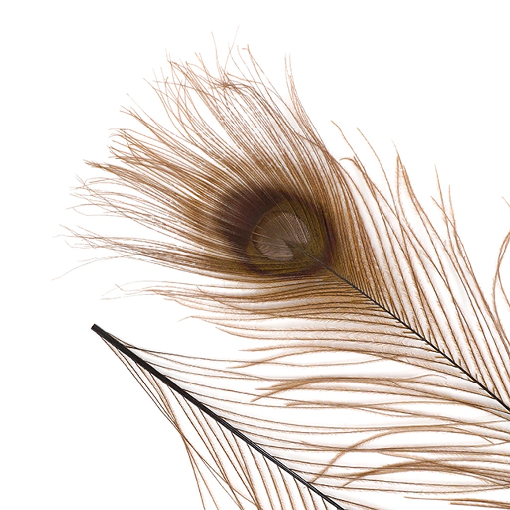 Peacock Tail Eyes Bleached and Dyed - 8-15” - 100 pc - Brown