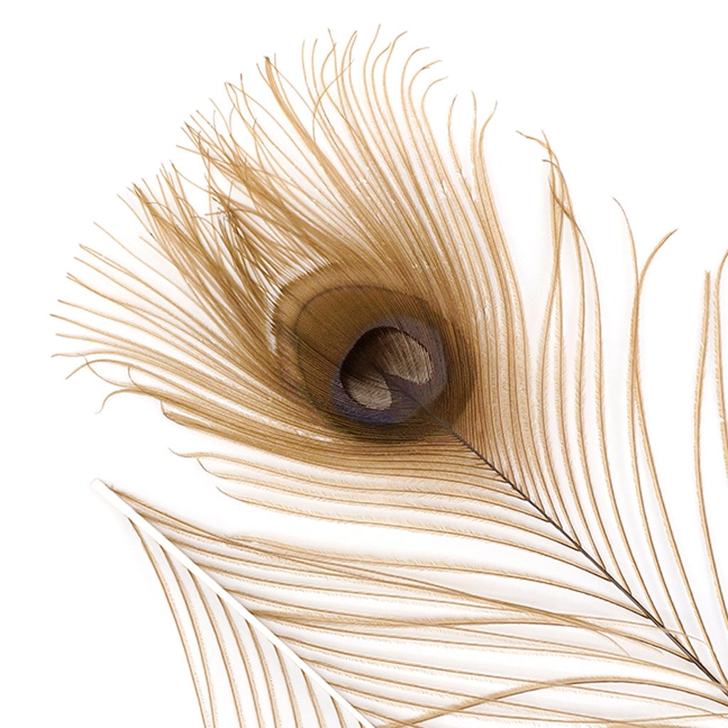 Peacock Tail Eyes Bleached and Dyed - 8-15” - 100 pc - Golden Iridescent