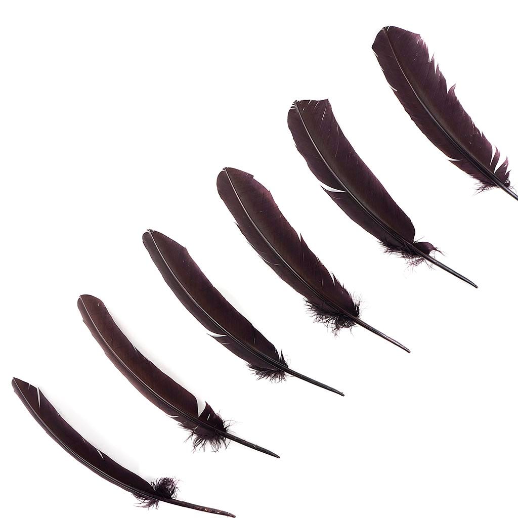 Turkey Quills by Pound - Right Wing - Brown