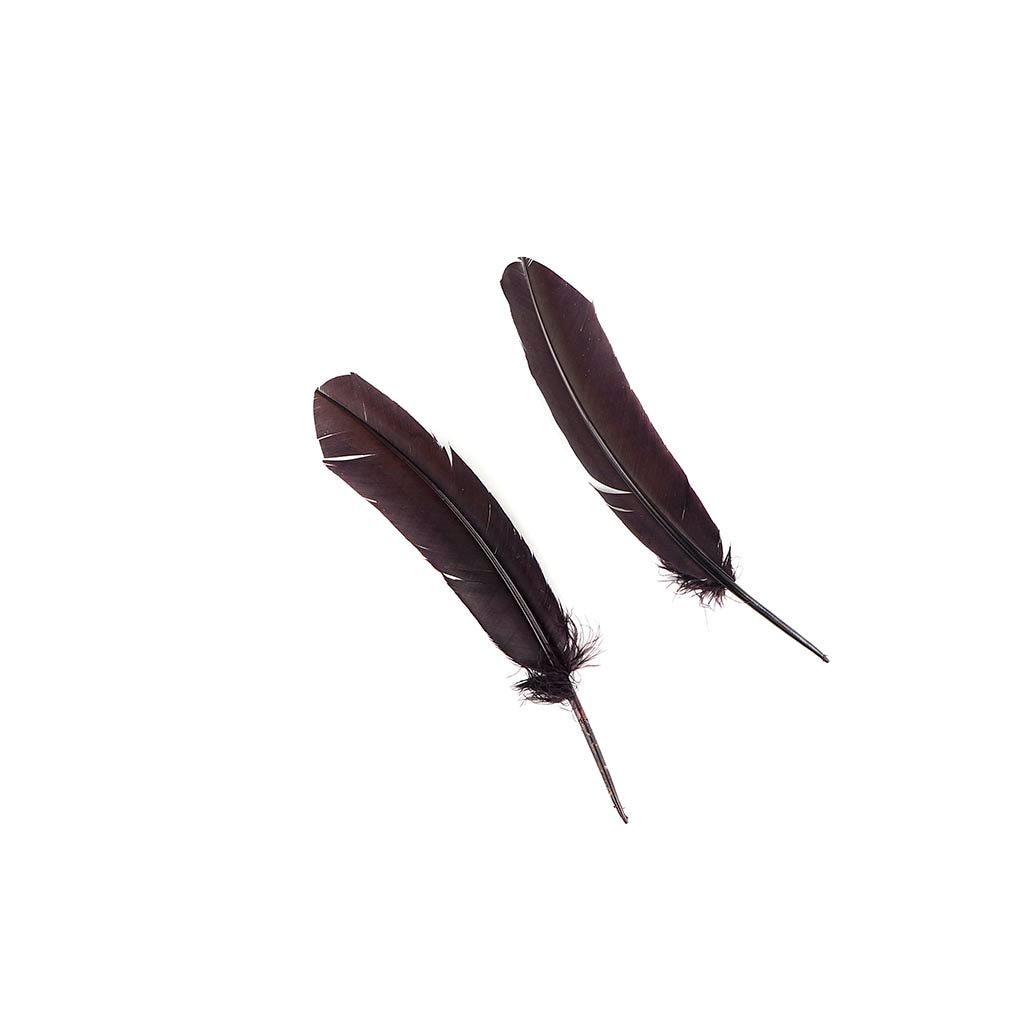 Turkey Quills by Pound - Right Wing - Brown