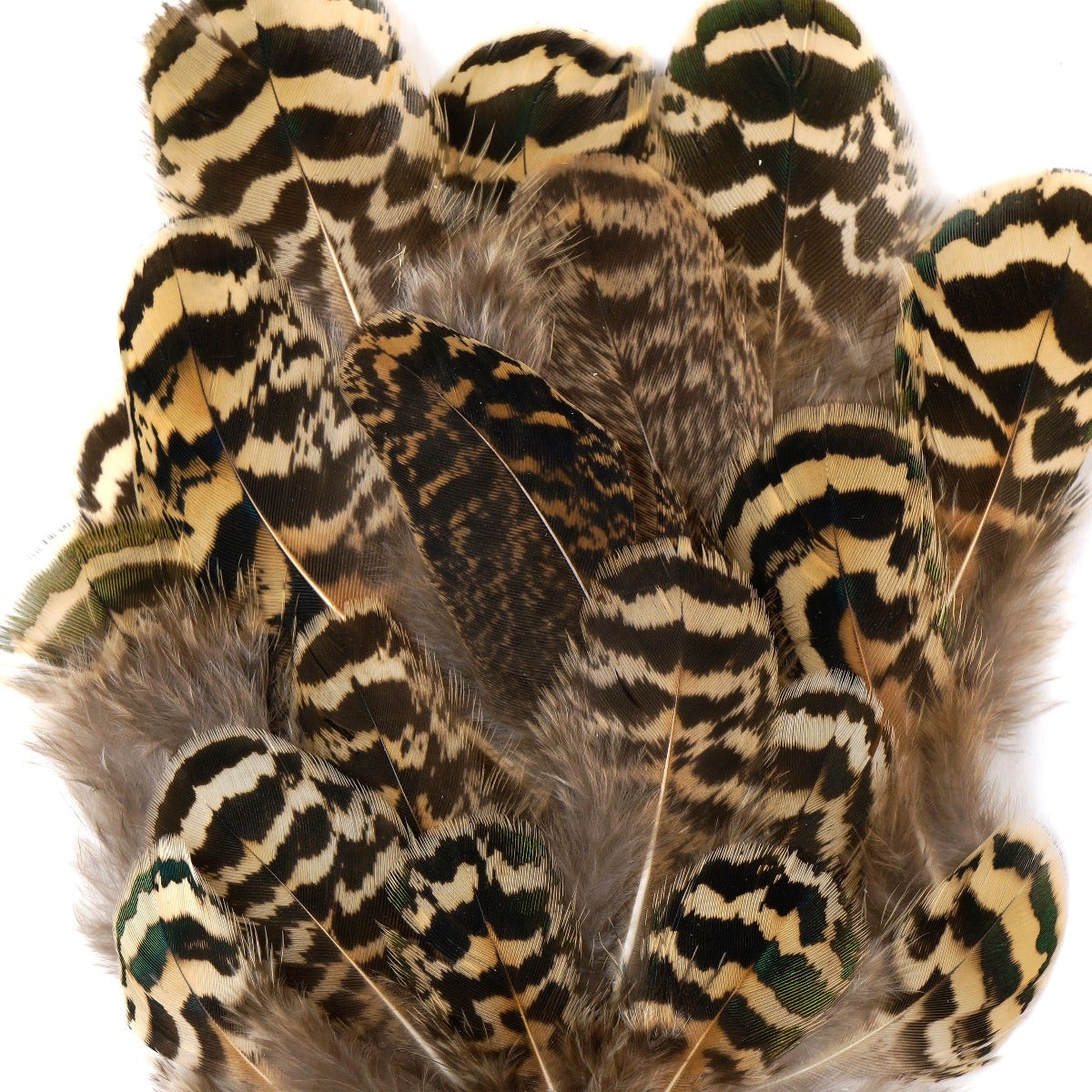Natural Chinchilla Peacock Feather Plumage