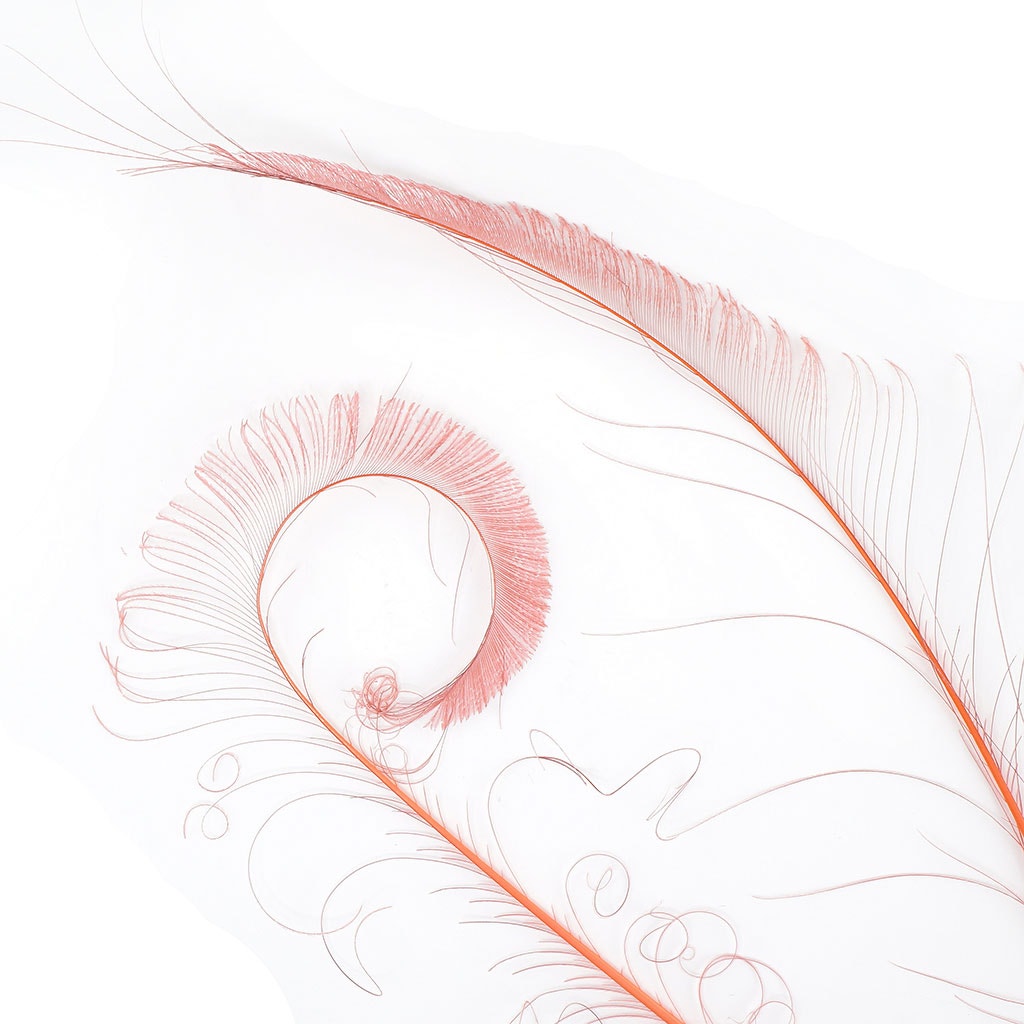 Peacock Swords Bleached Dyed - Coral