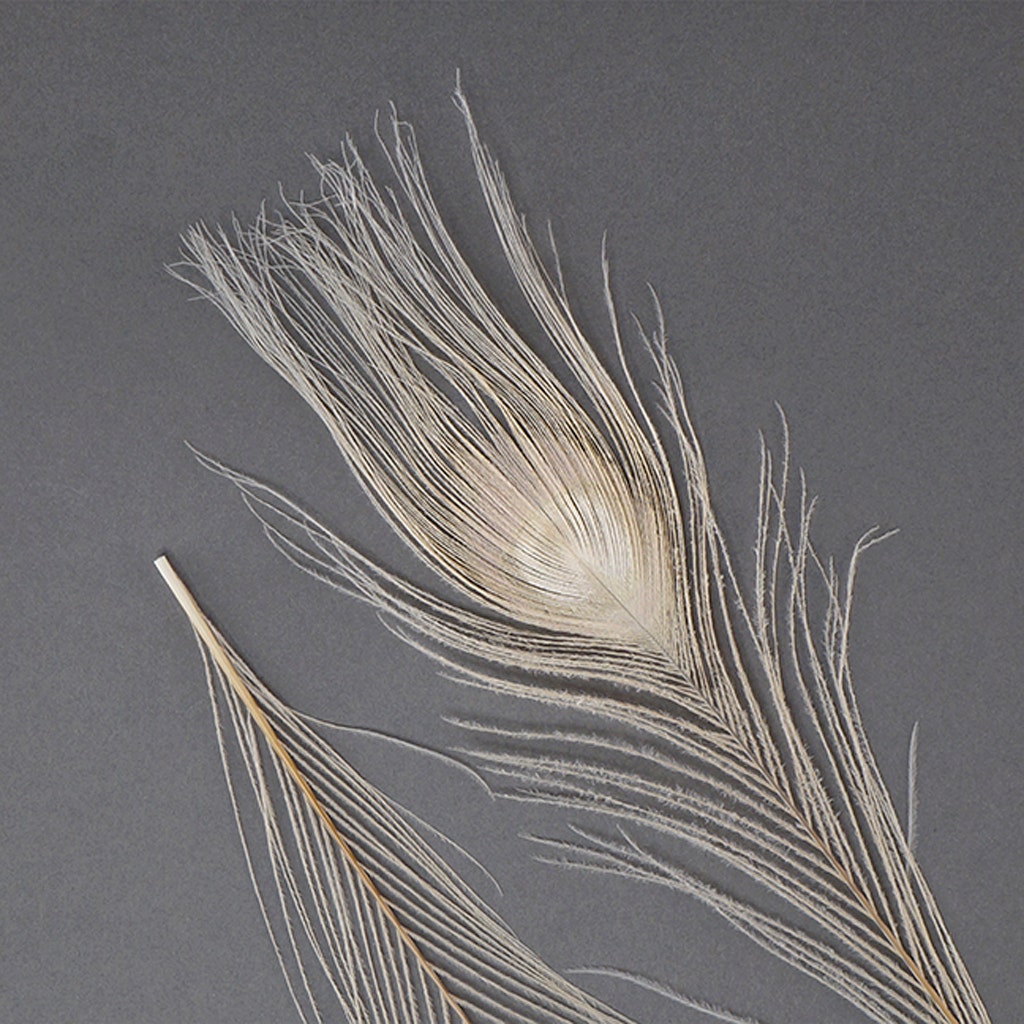 Peacock Tail Eyes Bleached and Dyed - 8-15” - 100 pc - Eggshell