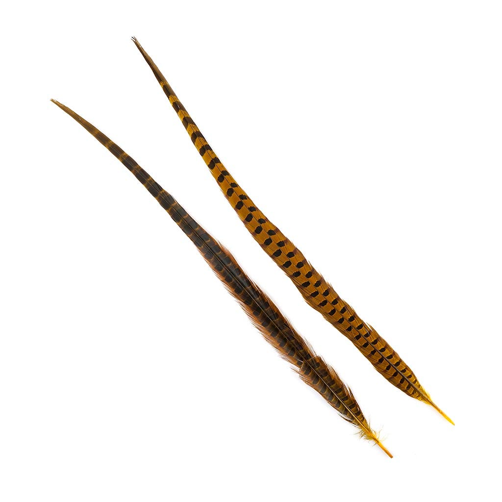 Ringneck Pheasant Tails 20-24" Dyed -5pcs - Gold
